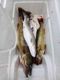 Big walleye over the depths