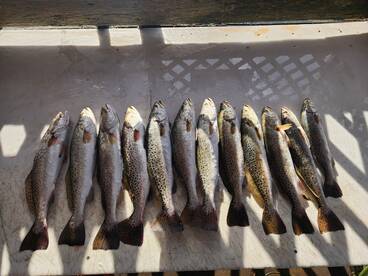 Corpus Christi Report Photo 2