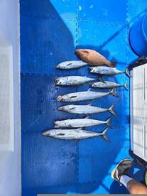 Here are some pic from the past couple w