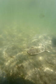 Sand bar flyfishing!