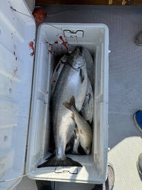 South Haven Report Photo 2