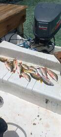 San Pedro Report Photo 1
