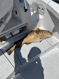 Cold Water Slows Fluke Bite BUT....