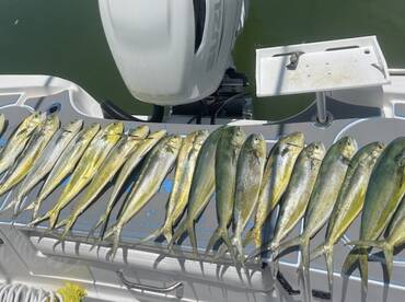 Mahi mania! June 2024