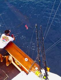 March/April Marlin report/Golfito