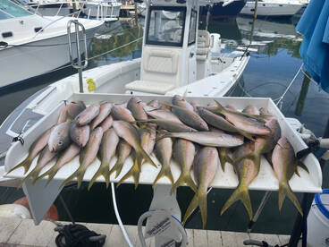 Yellow tail day