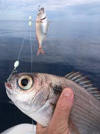 First big fight for the boys !