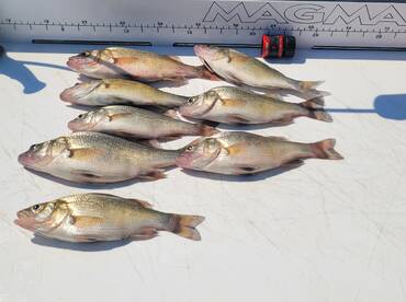 Striped Bass and White Perch