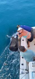 Sailfish!