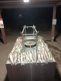 Typical catch on a night trip