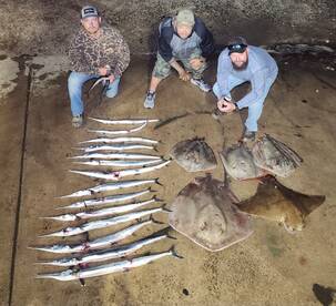 Rays and Houndfish on the Bay