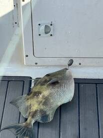 Belleair Bluffs Report Photo 1