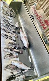 Biloxi back bay is fishy