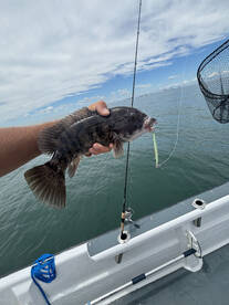 Fantastic bite on the wreck! 100fish in 