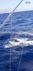 Pasito Blanco Report Photo 2