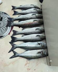 Montauk Report Photo 1