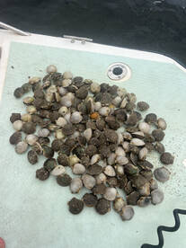 Steinhatchee Report Photo 2
