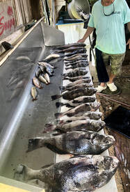 D'Iberville Report Photo 1