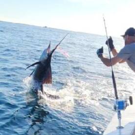 Sailfish, snapper, and more