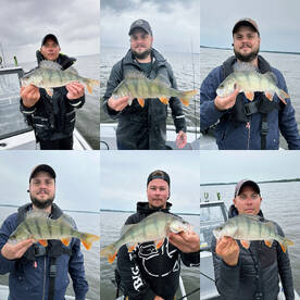 308st perch and some zander and pike ! 