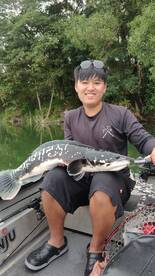 Gaint snakehead