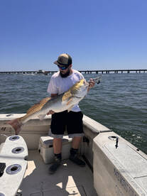 Cobia and Bull Red Drum 