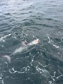 Striped bass fishing is on fire in Bosto