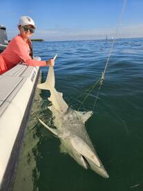 Catch and release big sharks! 