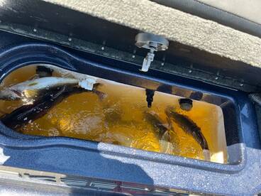 With High water bite is still going on M