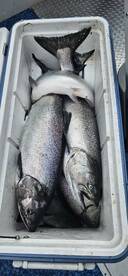 Giant King Salmon 