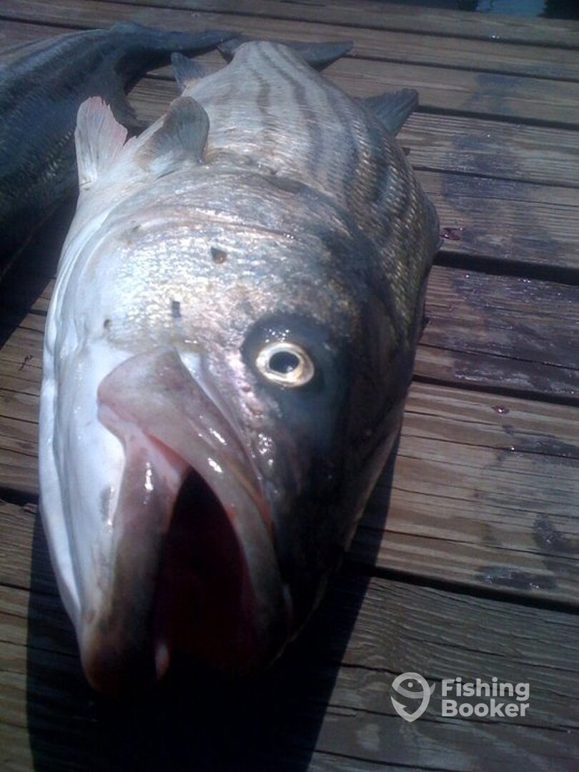 Scituate Report Photo 0