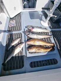 The fish are here 