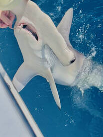 Fort Lauderdale Report Photo 1