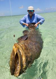 400lb Goliath grouper 