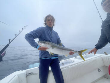 Bluefin are going off Offshore and Yello