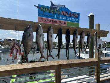 The Cobia run continues