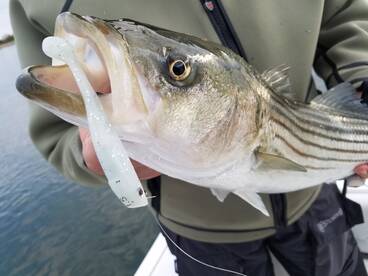 Boston Report Photo 1