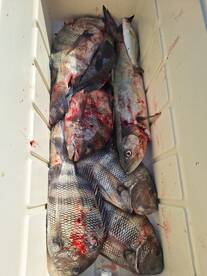 Sheeps Head are Thick 