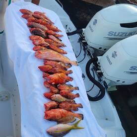 Little offshore Grouper action 