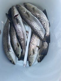 Plenty of trout 
