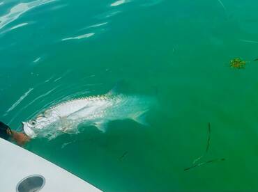 Tarpon fishing is still good in Islamora