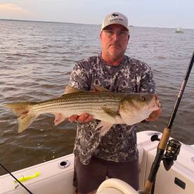 Rockfish are still around 