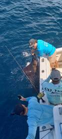 Sailfish
