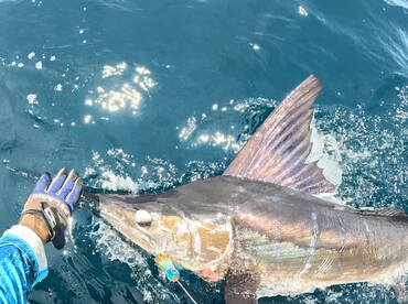 Bill fish and rooster dish are back in t