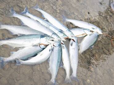 Kenai Report Photo 1