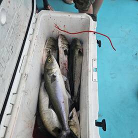 Solomons Report Photo 2