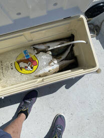 Galveston Report Photo 2