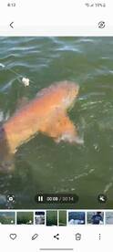 Marco Island Report Photo 2