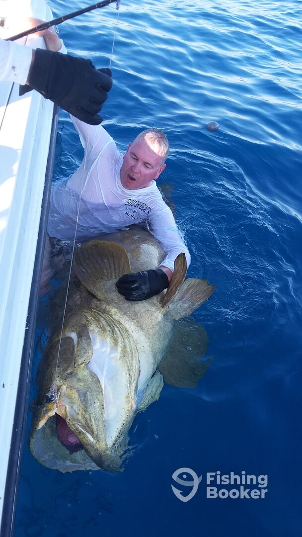 Goliath Grouper!