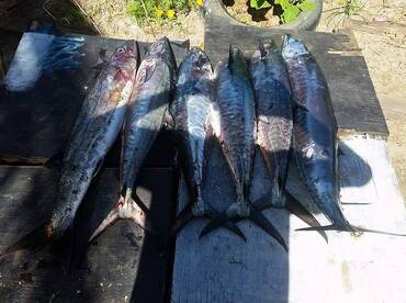 Cuvu Report Photo 1